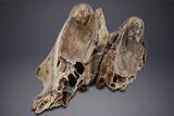 Sub-Adult Woolly Mammoth Upper Jaw - North Sea #357061-3